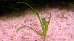 aquarium-von-redcherry-becken-7077_Cryptocoryne Parva