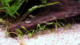 aquarium-von-redcherry-becken-7077_Vorne die cryptocoryne parva