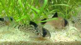 aquarium-von-thomas-oetjen-becken-7120_Corys