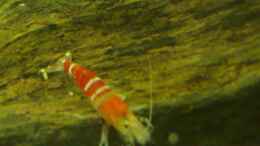 aquarium-von-thomas-oetjen-becken-7120_CR-Garnelen