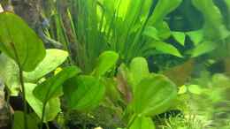 aquarium-von-thomas-oetjen-becken-7120_