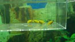 aquarium-von-pascal-lehmann-becken-7154_4 Yellow Baby´s