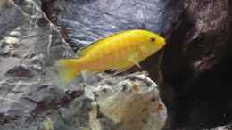 aquarium-von-werner-wittwer-becken-7165_Labidochromis caerulleus Yellow