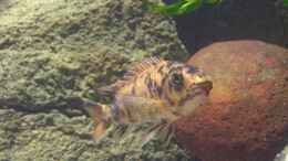 aquarium-von-werner-wittwer-becken-7165_Labeotropheus trewavasae