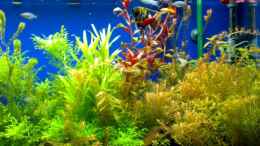 aquarium-von-sven-kaussow-becken-7174_Pflanzen