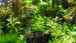 aquarium-von-carsten-schroeder-becken-7195_Pflanzen 1