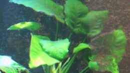 aquarium-von-cali20-becken-7200_Anubia