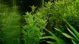 aquarium-von-tutti-becken-7220_Rotala spec. green