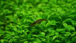 aquarium-von-tutti-becken-7220_Glossostigma