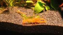 aquarium-von-simon-becken-7222_Chef