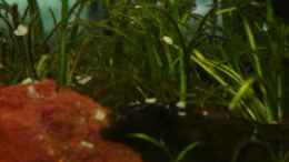 aquarium-von-sabrina-becken-7240_Echinodorus tenellus - 