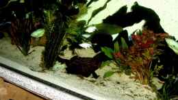 aquarium-von-hundsling-becken-7278_