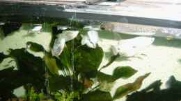 aquarium-von-hundsling-becken-7278_