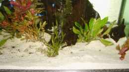 aquarium-von-hundsling-becken-7278_