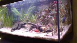 aquarium-von-chris-becken-7281_