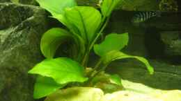 aquarium-von-knut-hillmer-becken-7305_