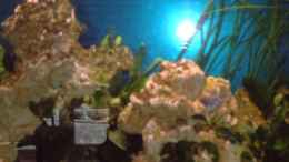 aquarium-von-fte-becken-7317_