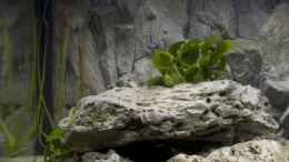 aquarium-von-willem-prins-becken-7349_