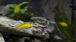 aquarium-von-willem-prins-becken-7349_