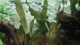 aquarium-von-florian-kallinger-becken-7350_Enchinodorus Rubin