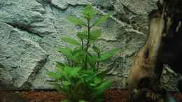 aquarium-von-florian-kallinger-becken-7350_Hygrophila polysperma