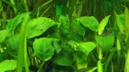 aquarium-von-sebastian-w--becken-7355_Anubias (leider ein wenig veralgt)