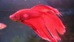 aquarium-von-janine-r--becken-7365_Betta splendens