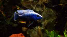 aquarium-von-andreas-hesse-becken-7368_Sciaenochromis Fryeri Iceberg