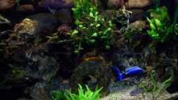 aquarium-von-andreas-hesse-becken-7368_