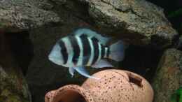 aquarium-von-benedikt-zimmermann-becken-7382_Cyphotilapia Frontosa Burundi WFNZ (ca. 14 - 18 Monate)