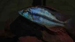 Foto mit ><(((°> Dimidiochromis Compressiceps Bock 