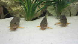 Foto mit 3x   Orangeflossen-Panzerwels - Corydoras sterbai