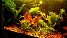 aquarium-von-mattie-becken-7435_