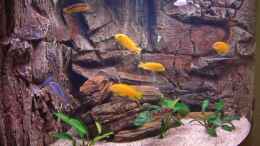 aquarium-von-rico-koehler-becken-7438_