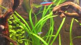 aquarium-von-froxxs-becken-7452_Sagittaria pusilla