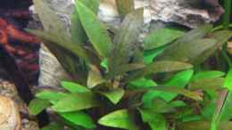 aquarium-von-froxxs-becken-7452_Cryptocoryne wendtii