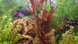 aquarium-von-tobse-becken-7453_Alternanthera reineckii