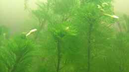 aquarium-von-palo-becken-7455_Cabomba