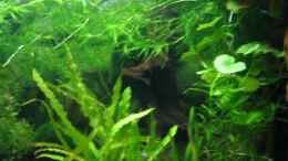 aquarium-von-westman-becken-7461_