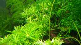 aquarium-von-moosfan-becken-7469_Pogostemon Helferi