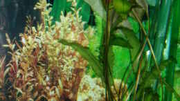 aquarium-von-sirlasso-becken-7528_