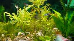 aquarium-von-frank-schroeder-becken-7532_