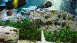 aquarium-von-mathi-n-becken-7548_Anubia barter var. nana