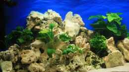 aquarium-von-steffen-kluge-becken-7579_