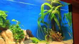 aquarium-von-steffen-kluge-becken-7579_altes foto