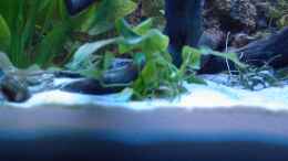 aquarium-von-marc-strubel-becken-7582_Kleine Anubias