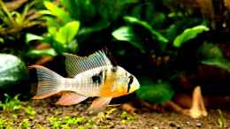 aquarium-von-comander-wild-nature-2-0_Bolivianischer Zwergbuntbarsch