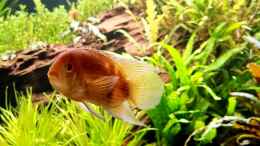 aquarium-von-comander-wild-nature-2-0_Maroni Buntbarsch