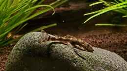 aquarium-von-comander-wild-nature-2-0_LDA25 Pittbull Pleco