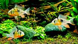 aquarium-von-comander-wild-nature-2-0_